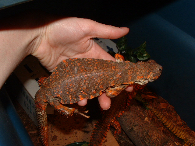 Red niger uro female