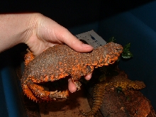Red niger uro male