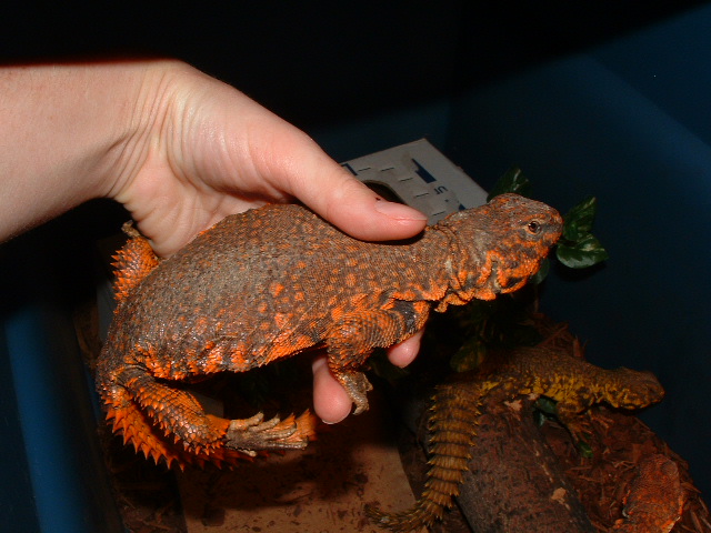 Red niger uro male