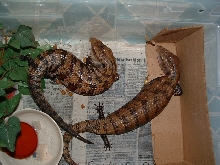 Tiliquapair