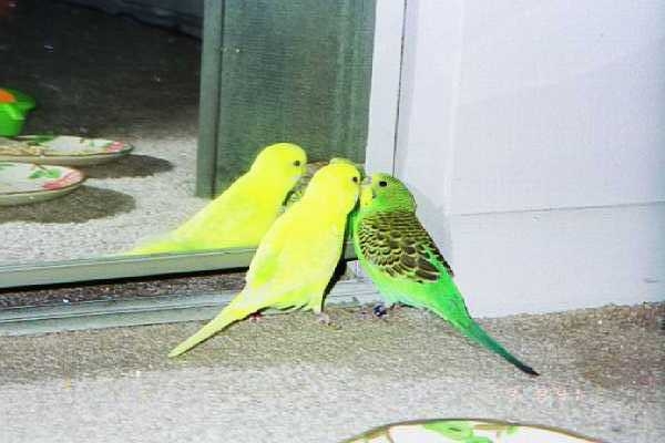 Nose to Nose