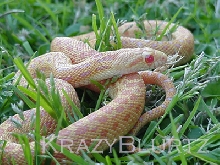 Albino Annectan.