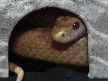 KJ