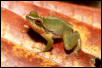 rain frog