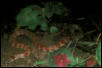 Amazon water snake