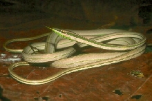 green-striped vine snake