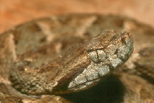 fer-de-lance