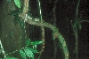 peruvian boa ascending forest tree