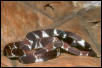 ornate snail-eating snake