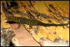 gonatodes concinnatus