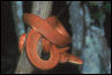 red tree boa