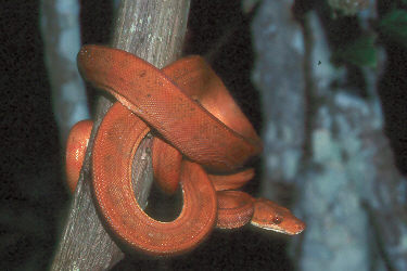 red tree boa