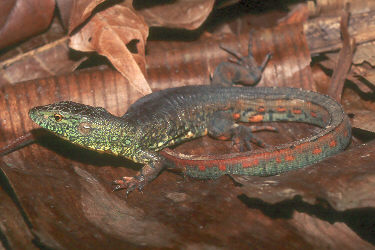 Crocama1.jpg