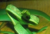 defensive green vine snake
