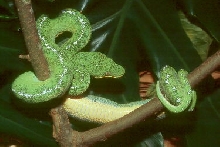 emerald1