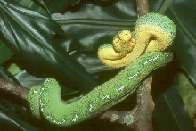 emerald2