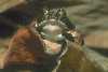eye-lashed forest frog