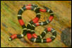 slender coral snake