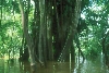 flooded varzea