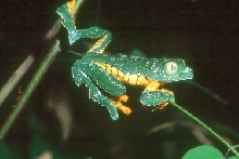 fringed leaf frog