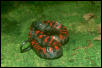 Amazon red-bellied water snake