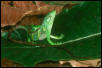 Amazon monkey lizard