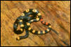 black-backed coral snake