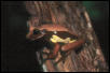 brown-bellied treefrog