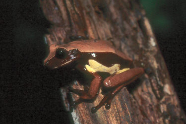 brown-bellied treefrog
