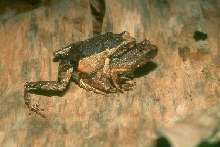 painted forest toadlets amplexing