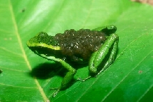 three-striped poison frog