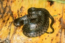 helicops polylepis
