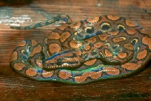 intergrade rainbow boa