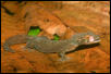turnip-tailed gecko