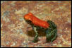 red-backed poison dart frog