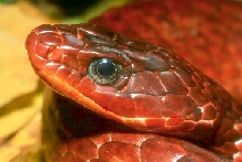rusty whipsnake