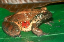large smoky jungle frog