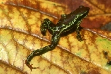harlequin frog