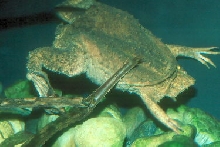 large female Suriname toad