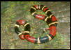 aquatic coral snake