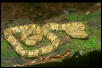 speckled forest pitviper
