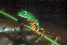 tiger-legged monkey frog