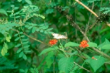 trailedge flora