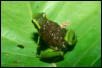 epipedobates trivittatus