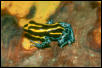 amazon dart frog
