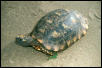 yellowfooted tortoise