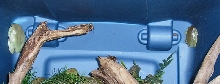 White's frogs