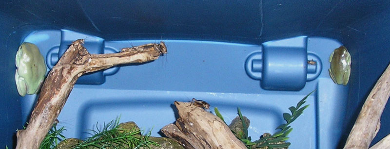 White's frogs