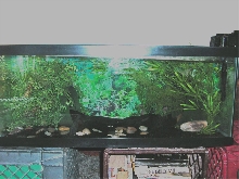 Axolotl tank