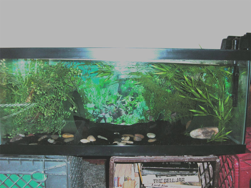 Axolotl tank